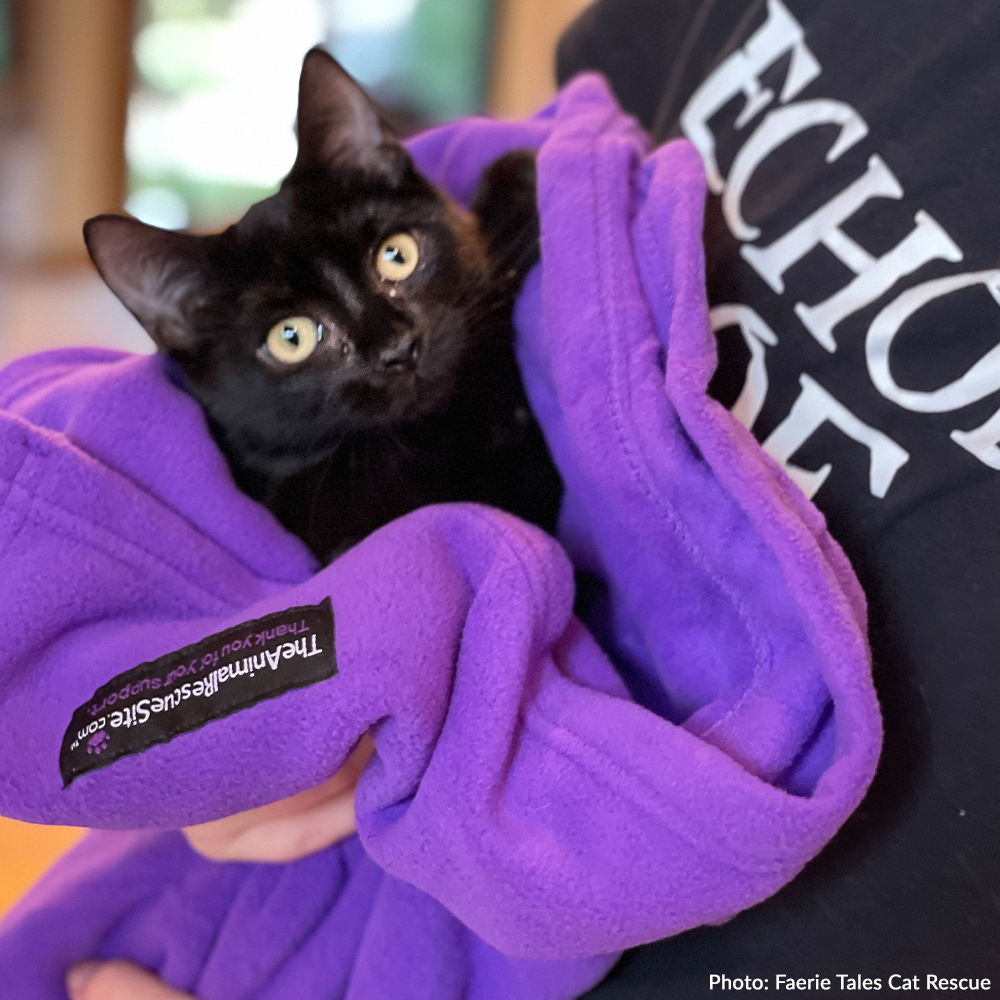 Give Shelter & Supplies to Stray Cats Living in Harsh Conditions