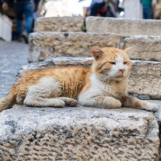 Protect Vulnerable Cats From Extreme Heat