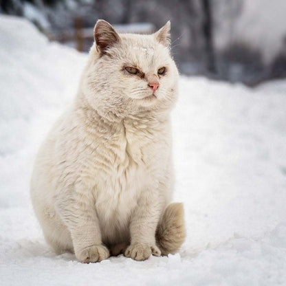 URGENT: Arctic Blast Threatens the Lives of Stray Cats