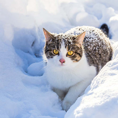 URGENT: Arctic Blast Threatens the Lives of Stray Cats
