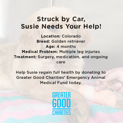 Struck by Car, Susie Needs Your Help