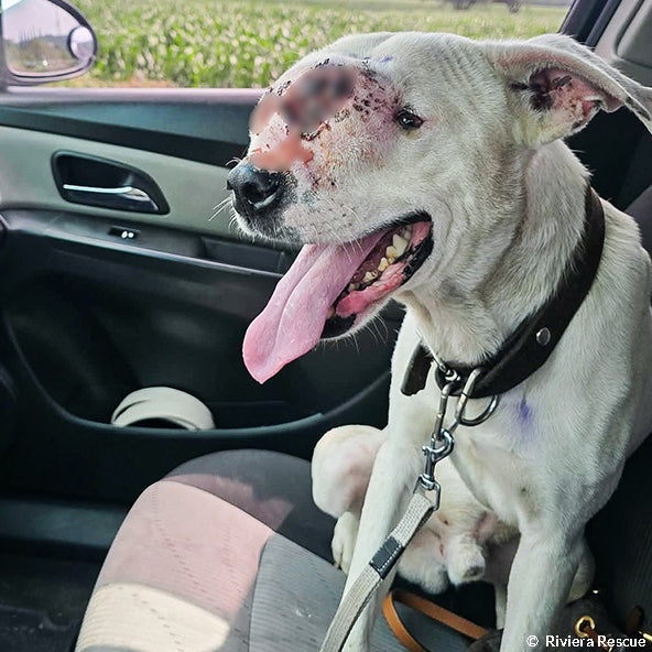 Funded: Save Neglected Dog with Bleeding Mass and Life-Threatening Disease