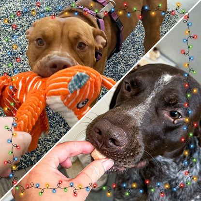 7th Annual Holiday Toy & Treat Event: Bring Joy To a Shelter Pet