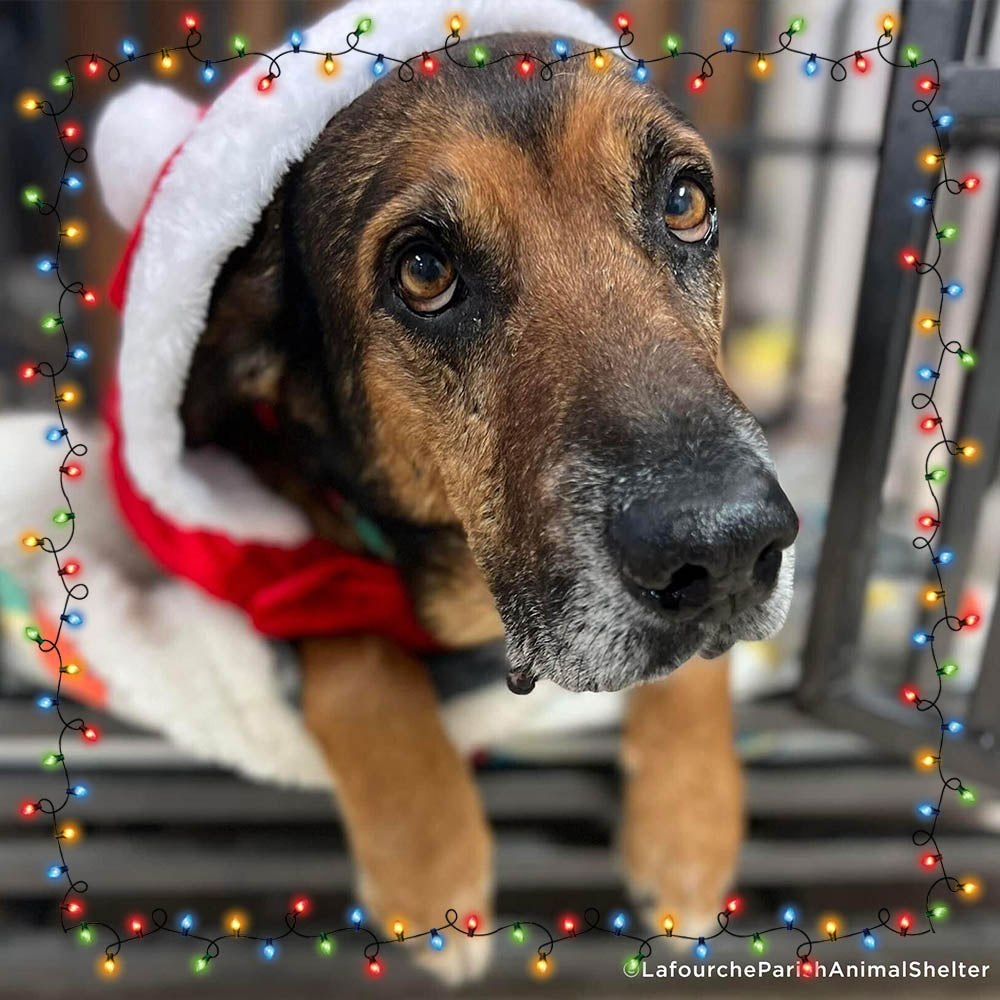 7th Annual Holiday Toy & Treat Event: Bring Joy To a Shelter Pet