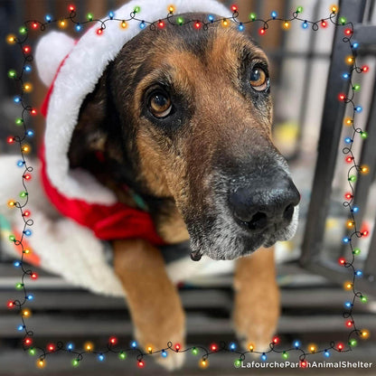 7th Annual Holiday Toy & Treat Event: Bring Joy To a Shelter Pet
