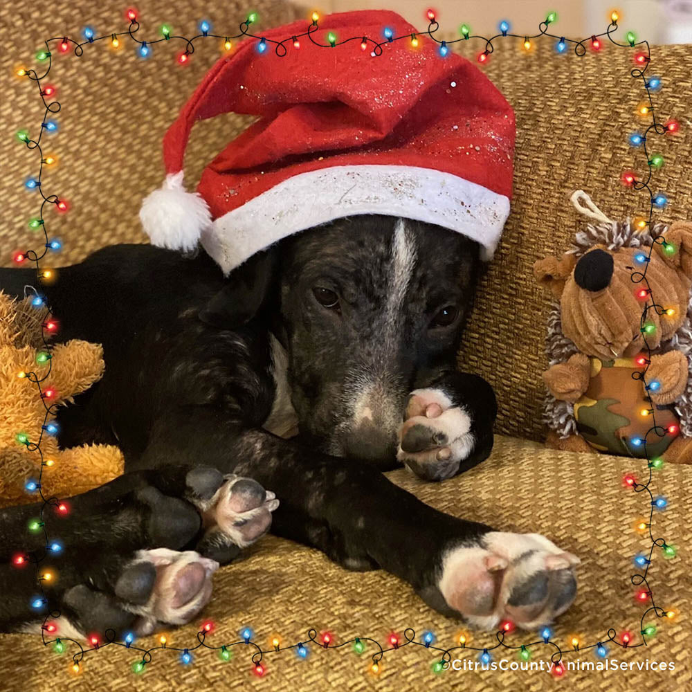 7th Annual Holiday Toy & Treat Event: Bring Joy To a Shelter Pet