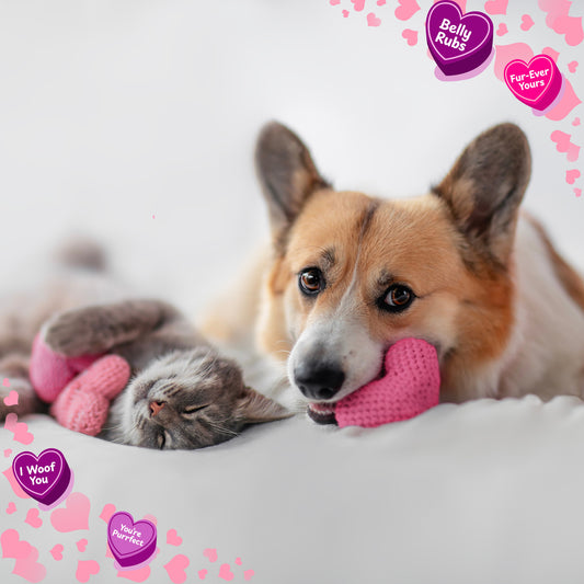 Annual Send a Valentine & Love To a Shelter Fur Baby