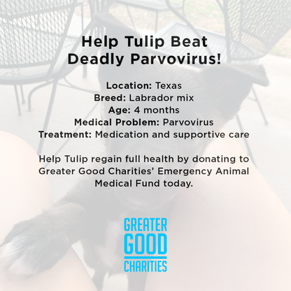 Funded: Help Tulip Beat Deadly Parvovirus