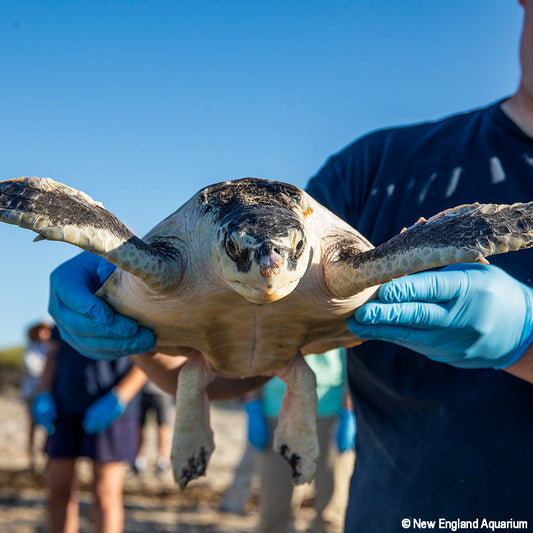Person holding a sea turtle with blue gloves against a clear sky