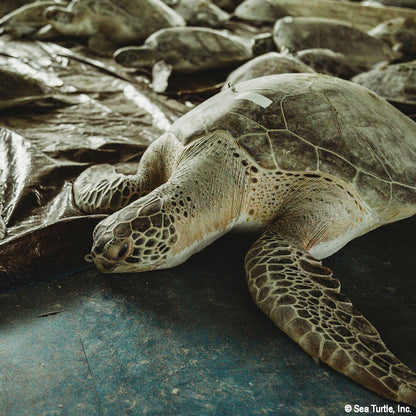 Close-up of a sea turtle with a bandage on its shell, surrounded by other turtles.