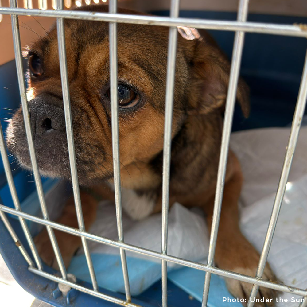 Provide Care for 54 Dogs Rescued from Horrifying Breeding Farm