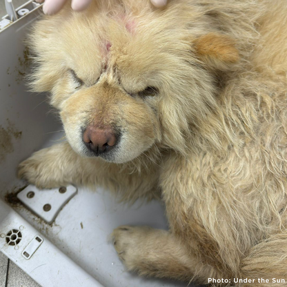 Provide Care for 54 Dogs Rescued from Horrifying Breeding Farm