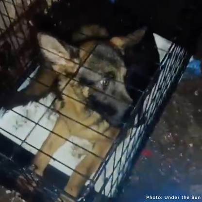 Provide Care for 54 Dogs Rescued from Horrifying Breeding Farm