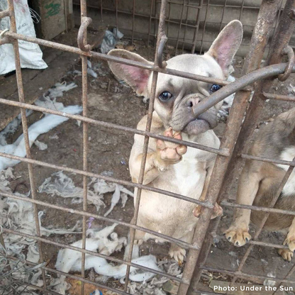 Provide Care for 54 Dogs Rescued from Horrifying Breeding Farm