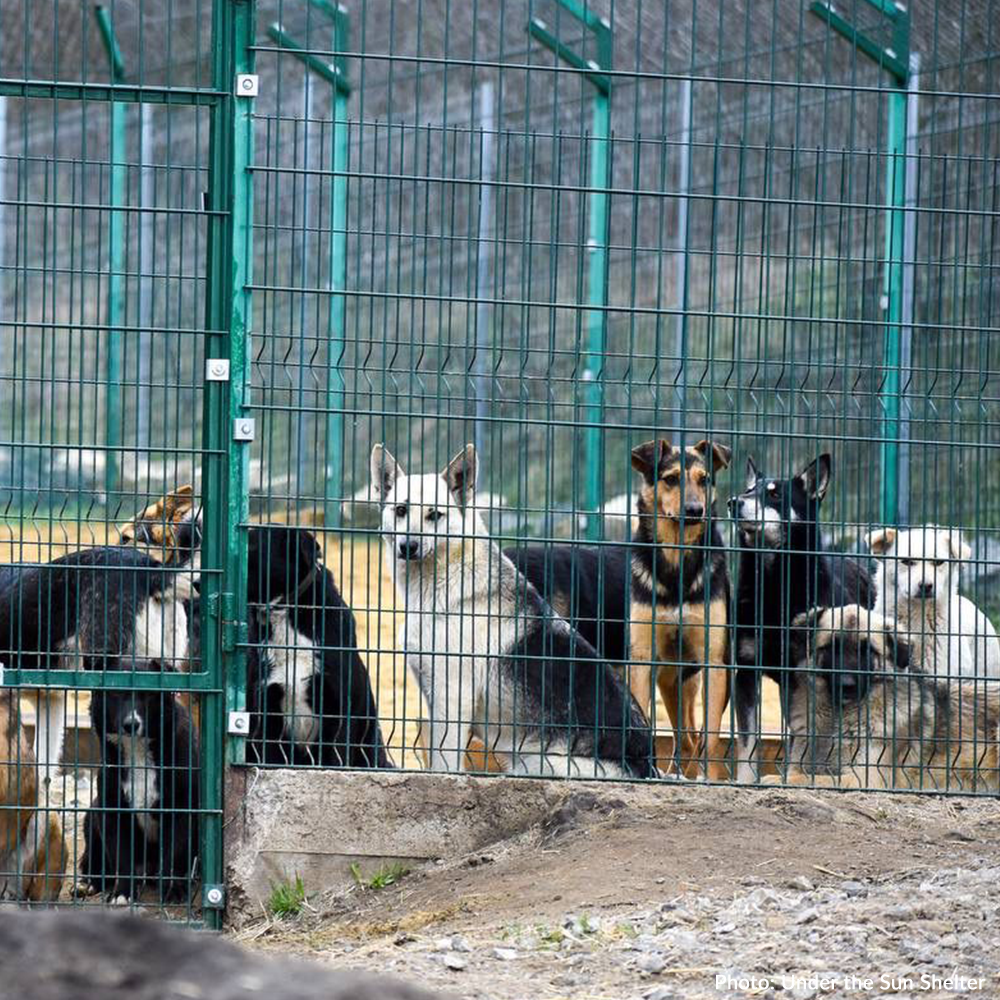 Send Medication to Protect Hundreds of Dogs from Deadly Illnesses