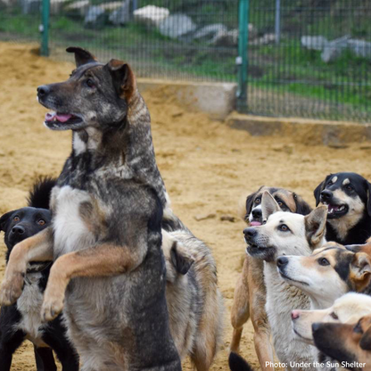 Send Medication to Protect Hundreds of Dogs from Deadly Illnesses