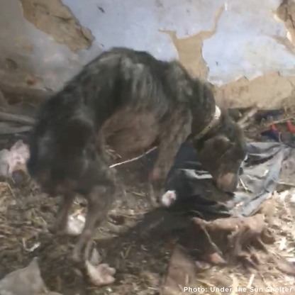 Funded: Save Sick & Starving Dog Found in Destroyed Home in Ukraine