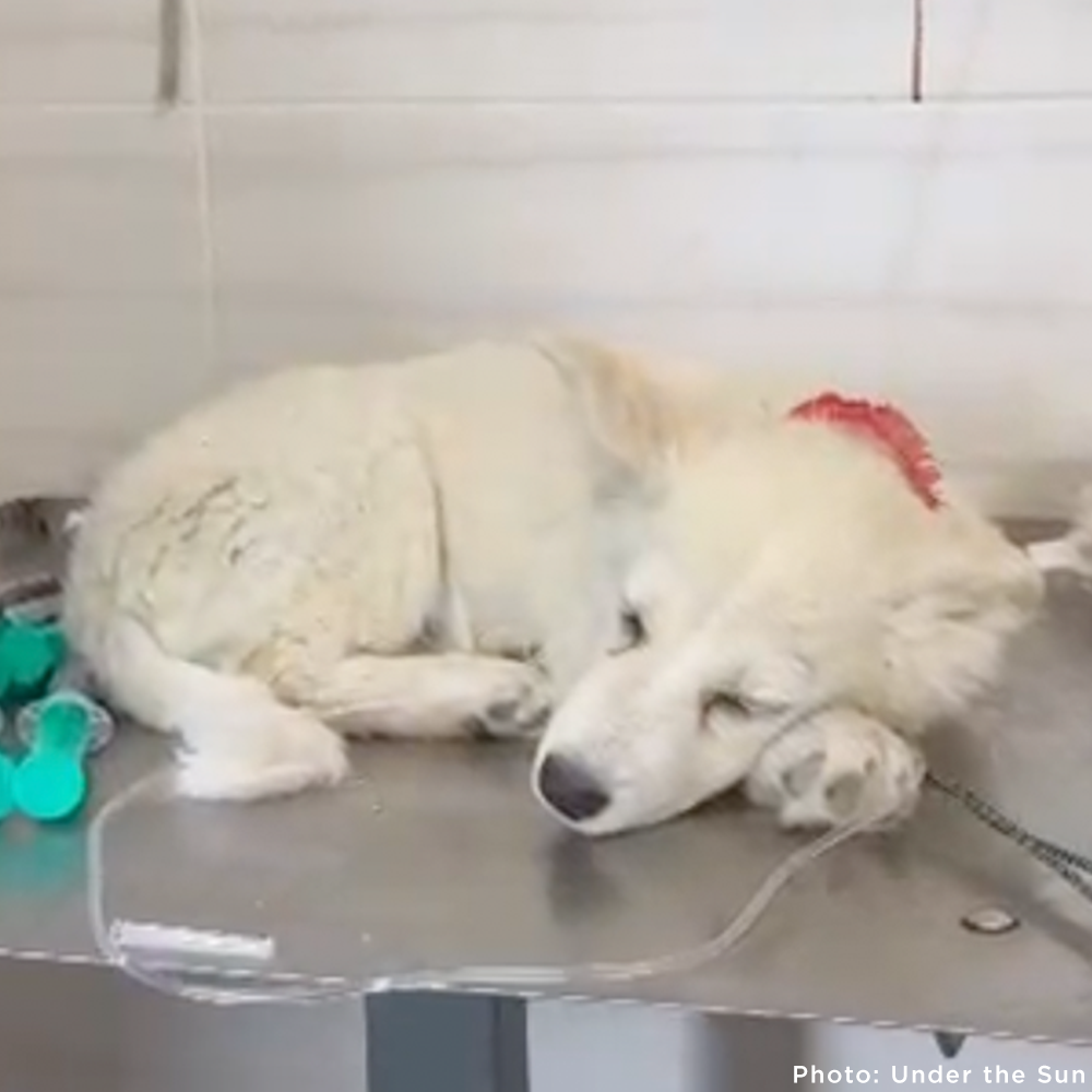 Time Is Running Out for These Puppies with Parvovirus - Help Save Them
