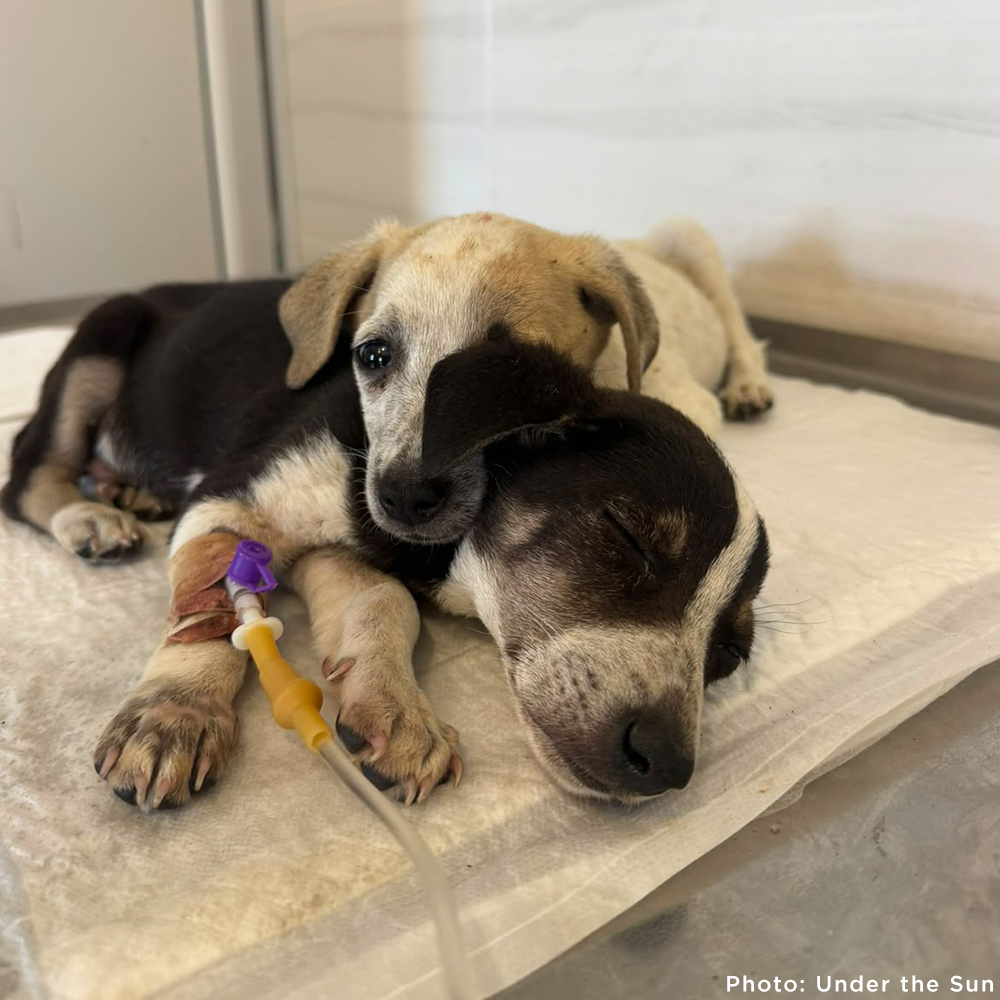 Time Is Running Out for These Puppies with Parvovirus - Help Save Them