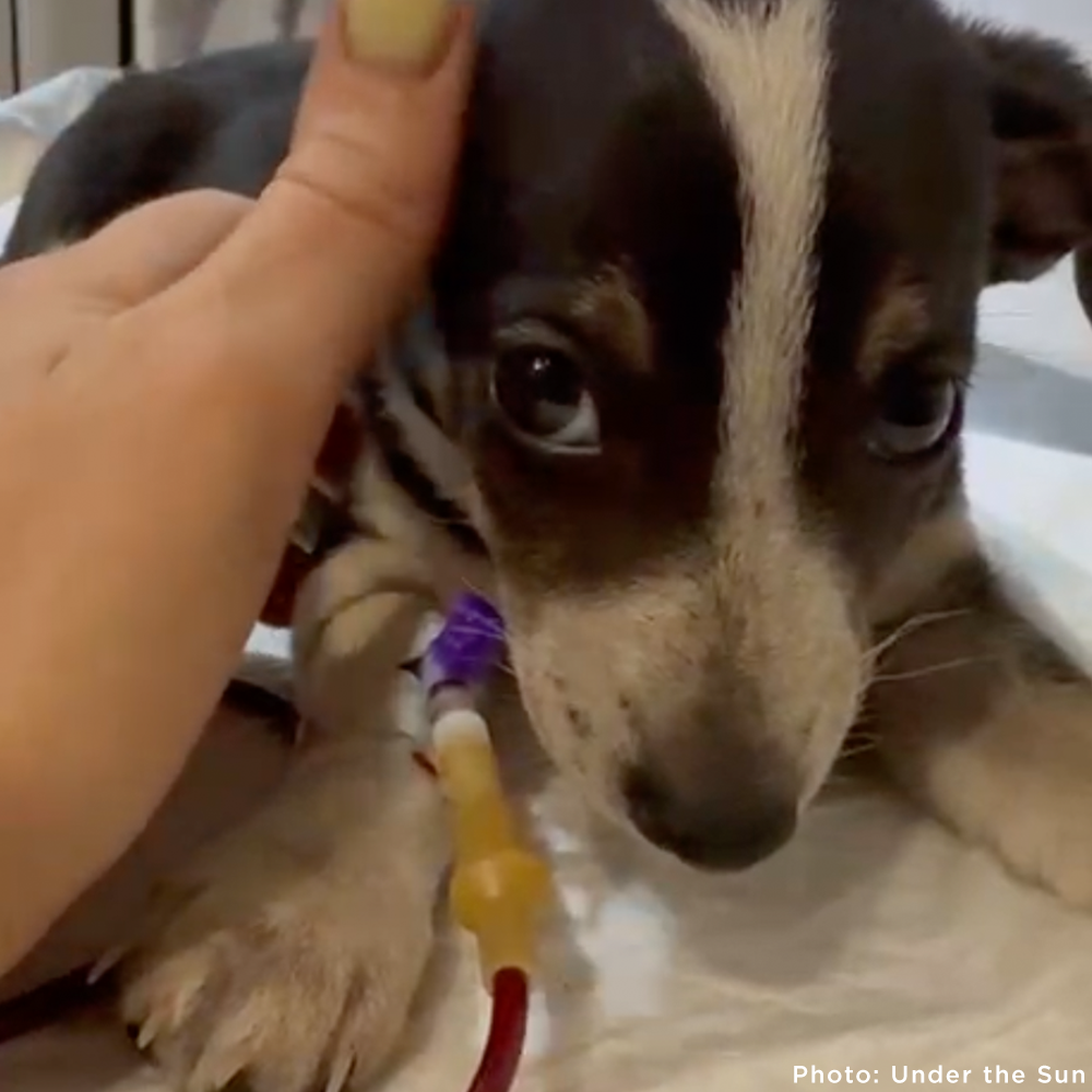Time Is Running Out for These Puppies with Parvovirus - Help Save Them