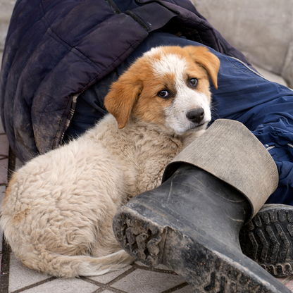 Send Winter Relief Kits to Veterans & Pets Experiencing Homelessness
