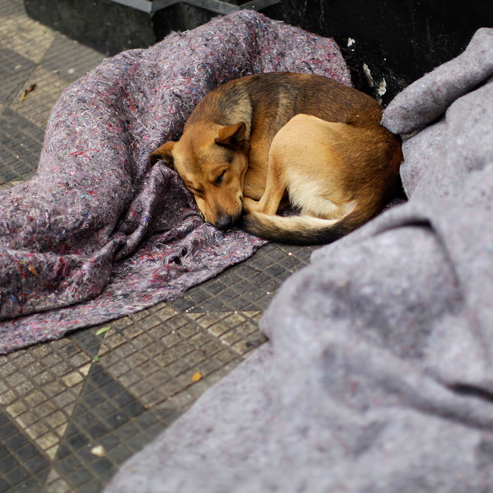 Send Winter Relief Kits to Veterans & Pets Experiencing Homelessness