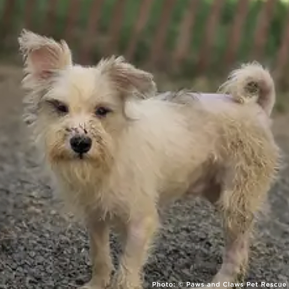 Funded: Help Over 100 Dogs Rescued from Horrible Conditions Get Urgent Medical Care