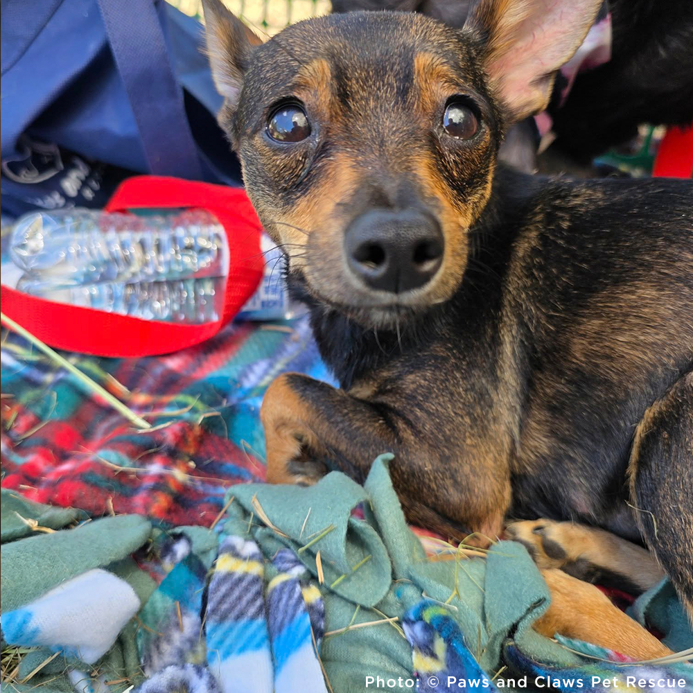 100 Dogs Rescued Funded: Help Over 100 Dogs Rescued from Horrible Conditions Get Urgent ...