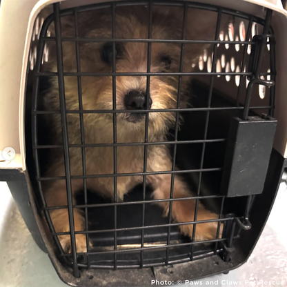 Funded: Help Over 100 Dogs Rescued from Horrible Conditions Get Urgent Medical Care