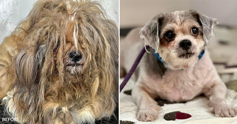 Dirty Dogs: Help Shelters Give Life-Changing Transformations The