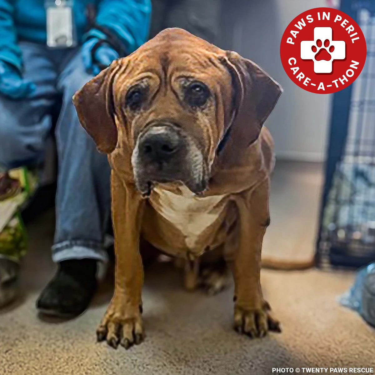 Funded: Support Senior Dog Wally as He Recovers from Severe Malnutrition