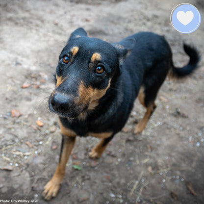 Keep Ukrainian Shelter Pets Warm & Safe