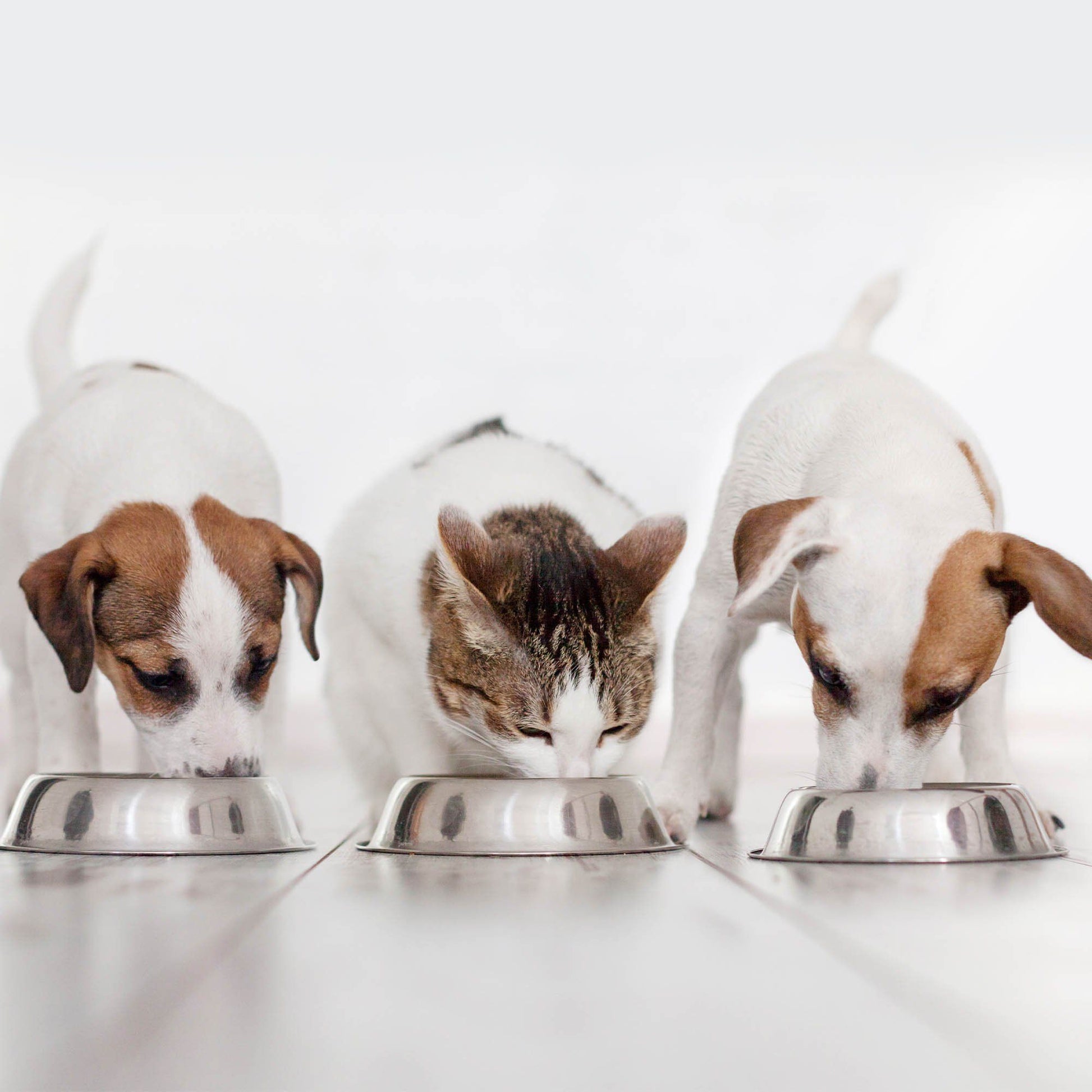 Houston area animal shelter Adopt a Cat