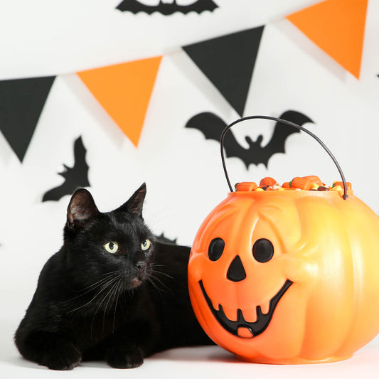 Halloween Treats for Shelter Animals