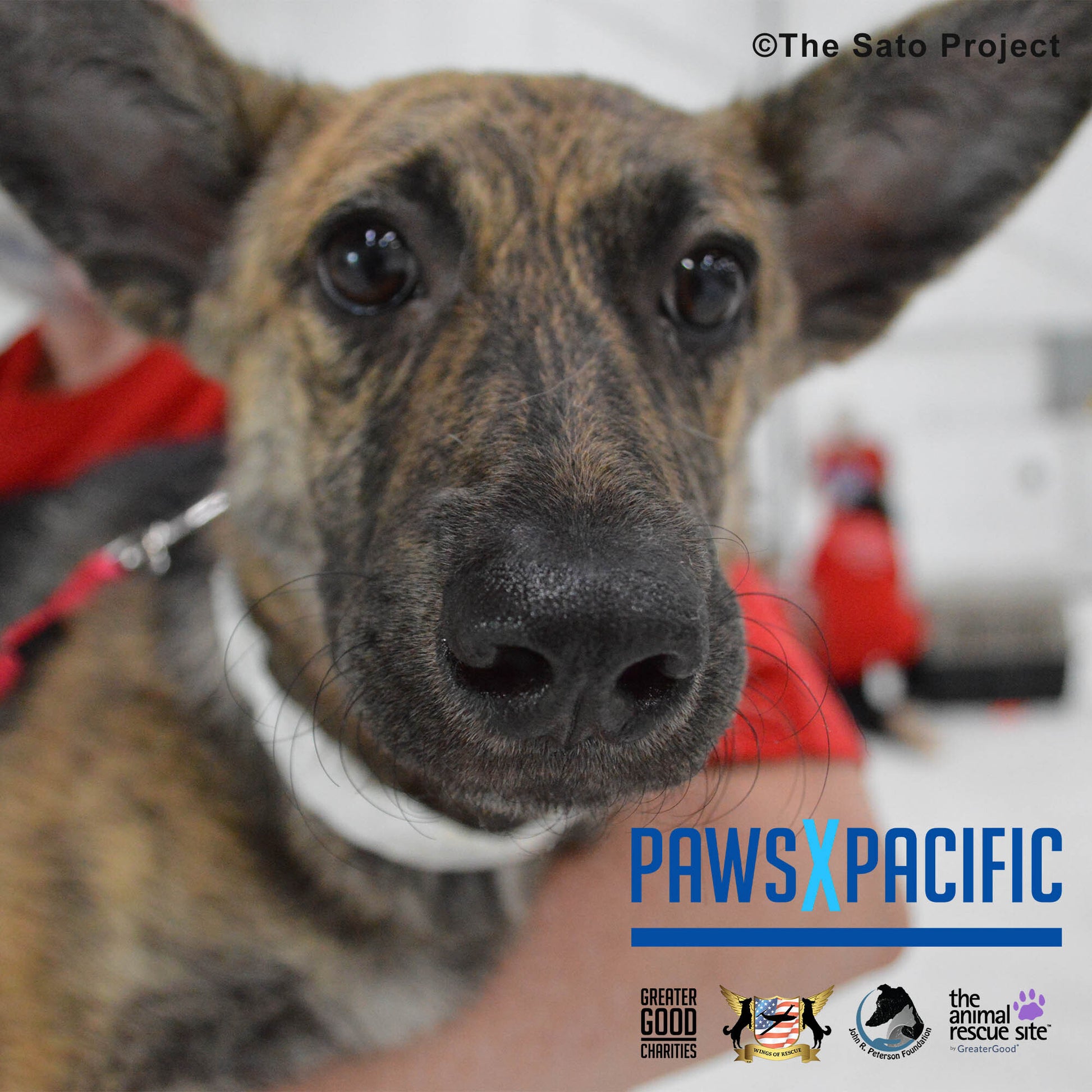 Adoption Kits for Pets To Have a Better Life The Animal Rescue Site