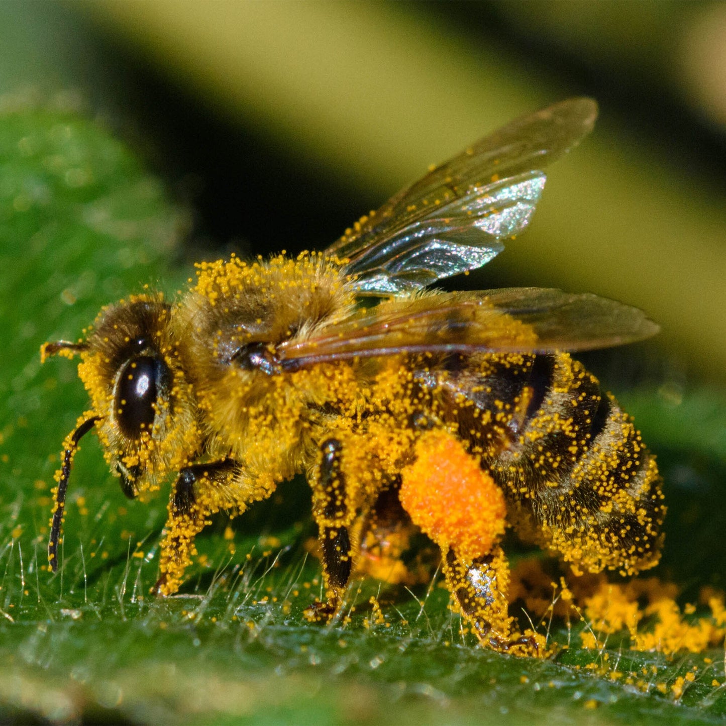 Plant Flowers to Save Bees & Other Natural Wildlife