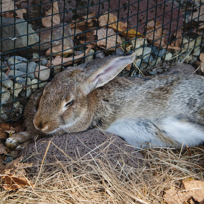 Send Supplies & Goodies To Rescued Bunnies