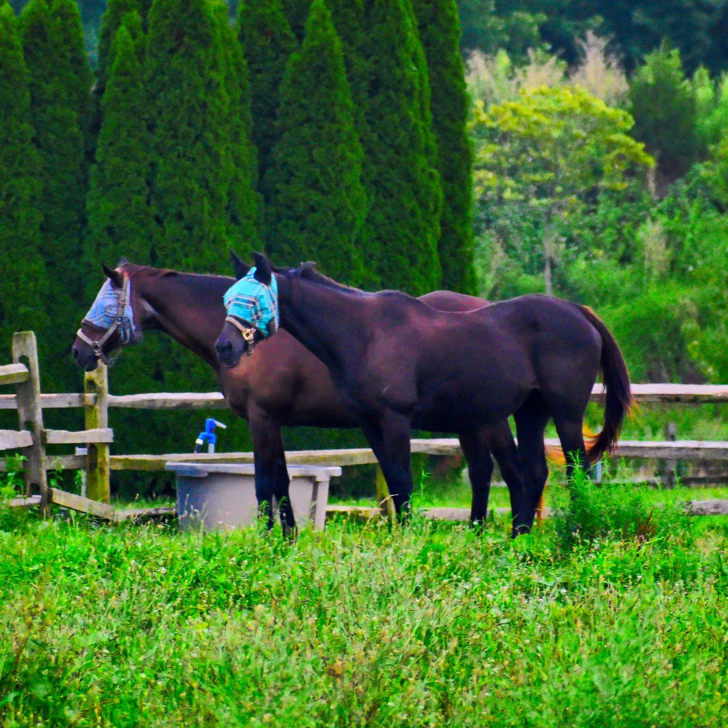 Provide Essential Supplies To Horses in Need