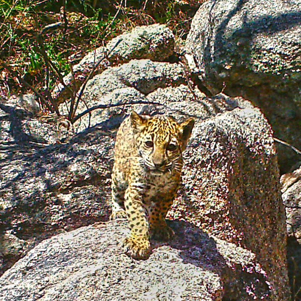 Donation - Madrean Discovery: Save The Sonoran Sky Islands