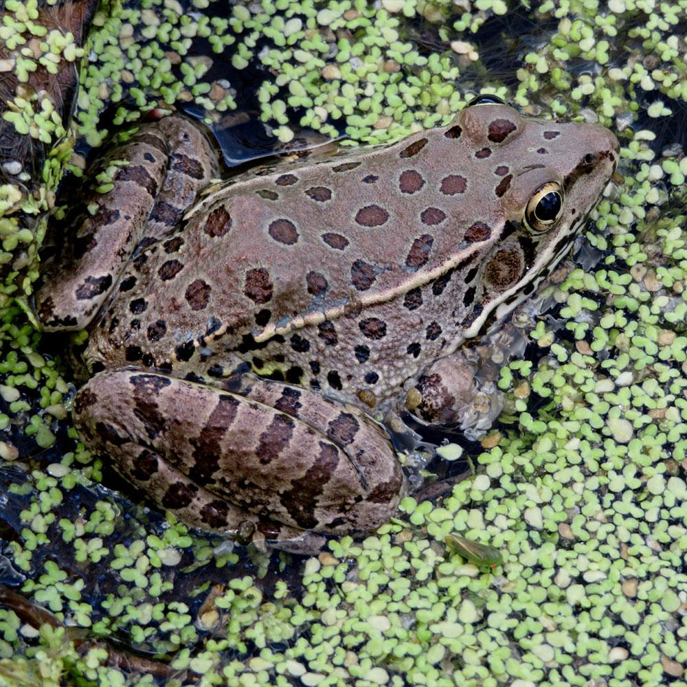 Donation - Madrean Discovery: Save The Sonoran Sky Islands