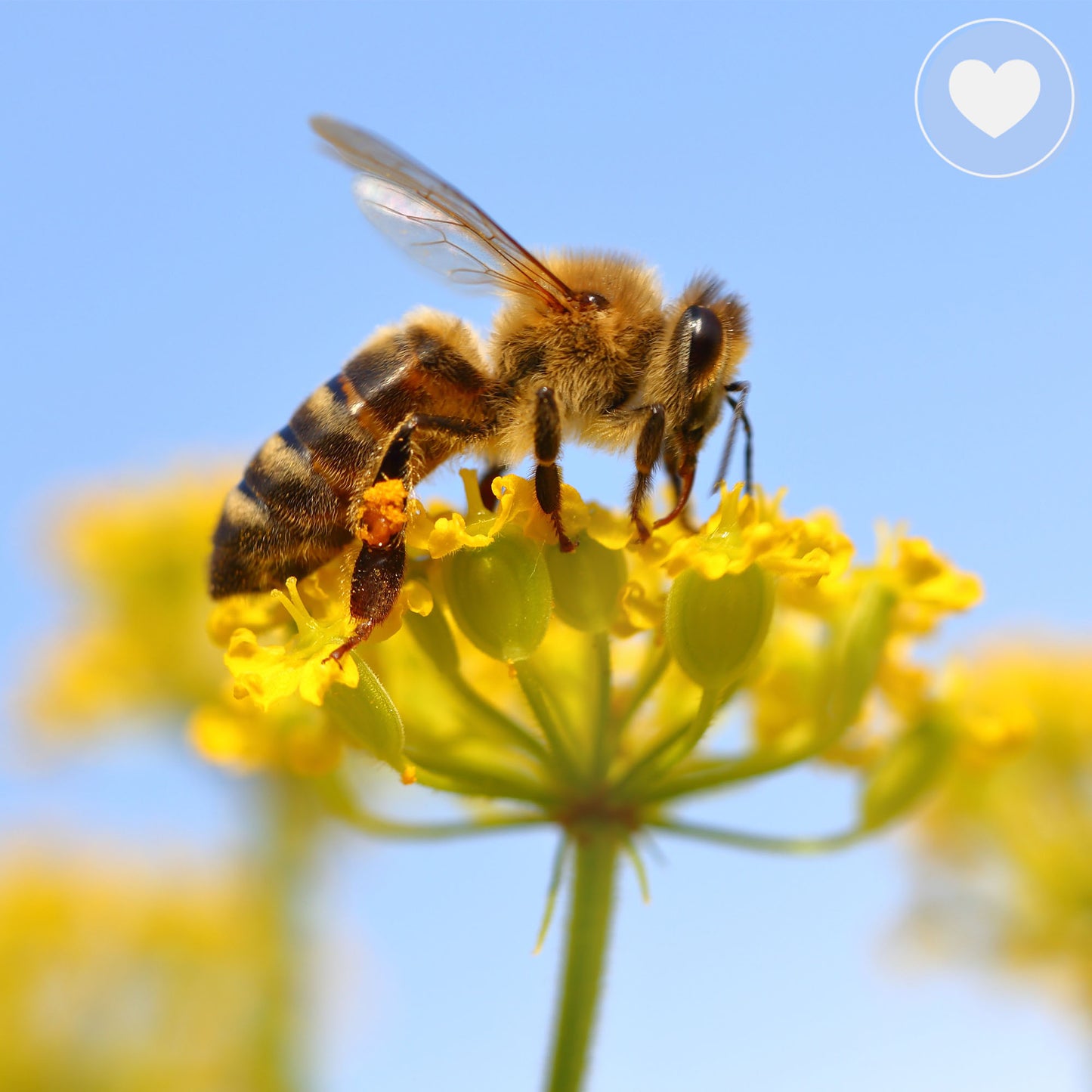 Project Peril: Help Feed Starving Bees