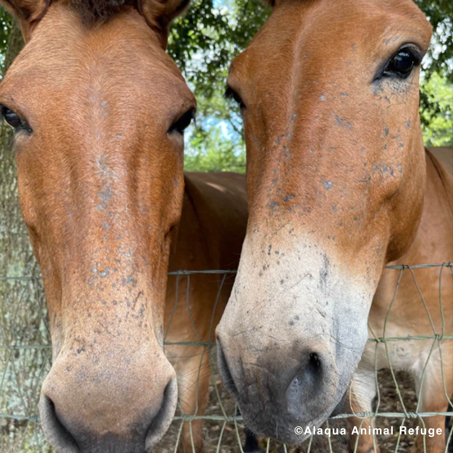 Provide Essential Supplies To Horses in Need