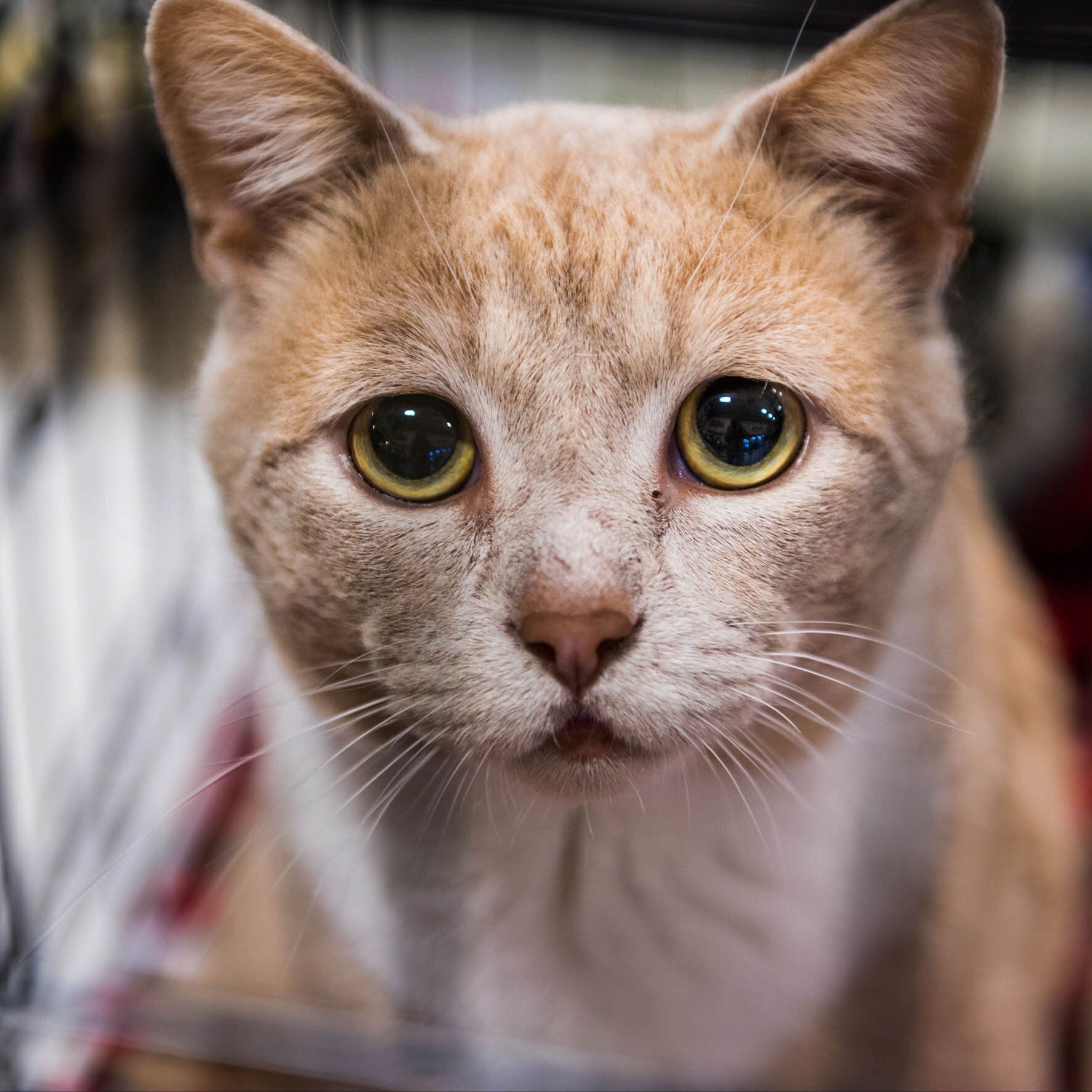 Rehoming Cats Protection League Cats Protection Cats That Need